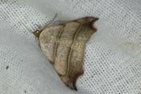 Laspeyria flexula