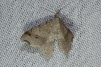 Macaria alternata