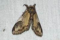 Notodonta ziczac