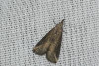 Schrankia costaestrigalis
