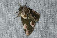 Thyatira batis
