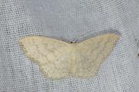 Scopula floslactata