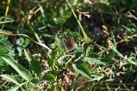 Aricia agestis