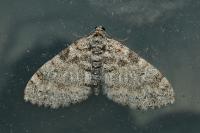 Lobophora halterata