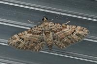 Gymnoscelis rufifasciata