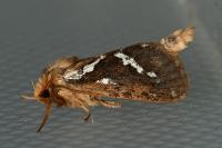 Korscheltellus lupulinus