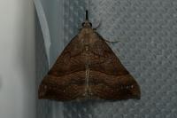 Hypena proboscidalis