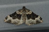 Epirrhoe galiata