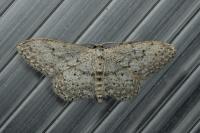 Idaea seriata