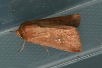 Mythimna albipuncta