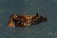 Ditula angustiorana
