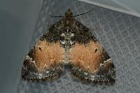Dysstroma truncata