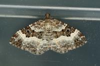 Epirrhoe alternata
