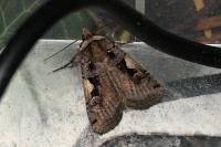 Xestia c-nigrum