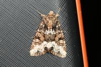 Oligia strigilis