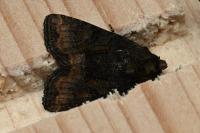 Oligia