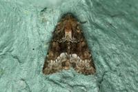 Oligia