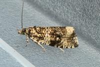 Celypha lacunana