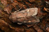 Lacanobia oleracea