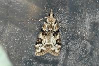Eudonia delunella