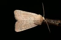 Hoplodrina ambigua