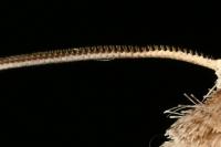 Hoplodrina ambigua