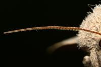 Hoplodrina ambigua