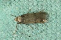 Borkhausenia nefrax