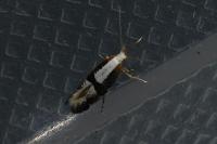Argyresthia spinosella