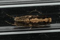 Monopis crocicapitella/obviella
