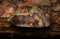 Noctua pronuba