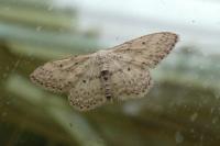 Idaea seriata