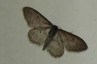 Idaea seriata