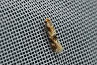 Bucculatrix ulmella