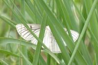 Siona lineata
