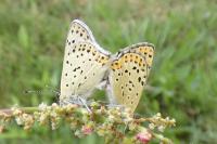 Lycaena tityrus