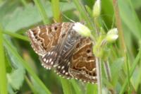 Euclidia mi