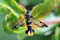Synanthedon loranthi