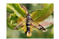Synanthedon loranthi