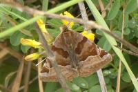 Euclidia glyphica