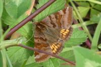 Euclidia glyphica