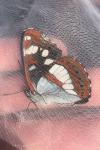 Limenitis reducta
