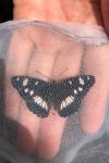 Limenitis reducta