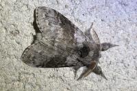 Calliteara pudibunda