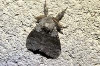 Calliteara pudibunda
