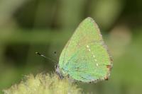 Callophrys rubi