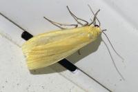 Wittia sororcula