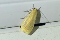 Wittia sororcula
