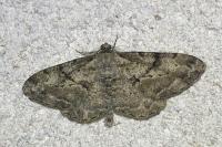 Peribatodes rhomboidaria