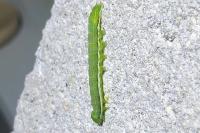 Orthosia gothica